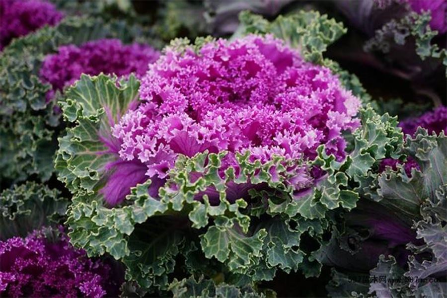 Kale Powder Kale Powder
