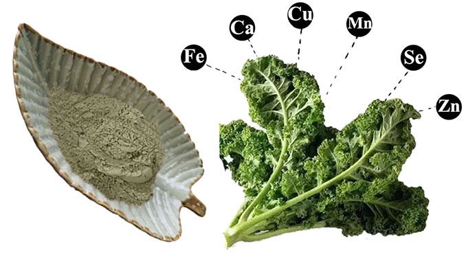 Green Kale Powder Green Kale Powder