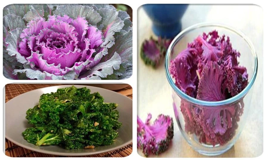 Kale Leaf Powder Application Kale Leaf Powder Application