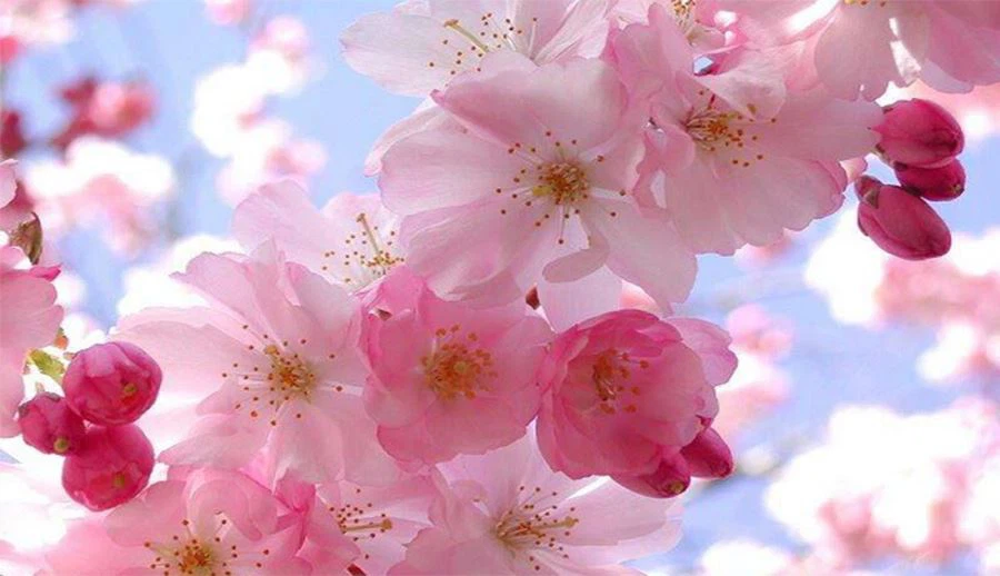 Sakura Powder