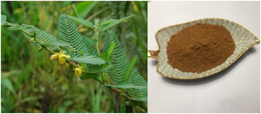 product-902-395 Nomame Semaherb Extract