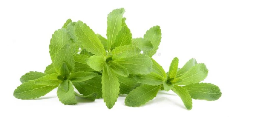 Stevia