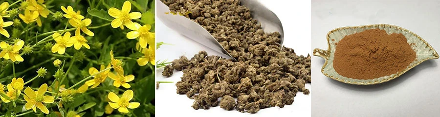 Catclaw Buttercup Root Extract Powder