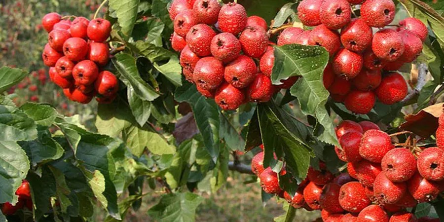 Wholesale Hawthorn Leaf Extract Powder Wholesale Hawthorn Leaf Extract Powder