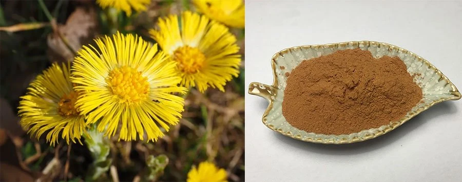Tussilago Farfara Extract