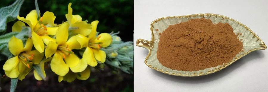 Verbascum Thapsus Extract
