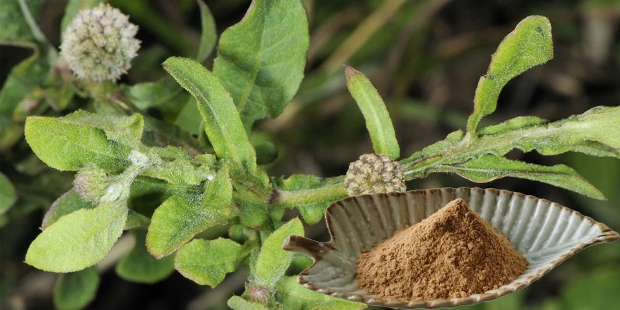 Sphaeranthus Indicus Extract Sphaeranthus Indicus Extract