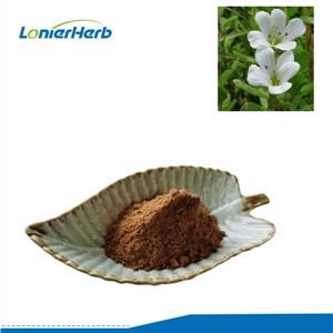 Bacopa Monnieri ekstrakta pulveris