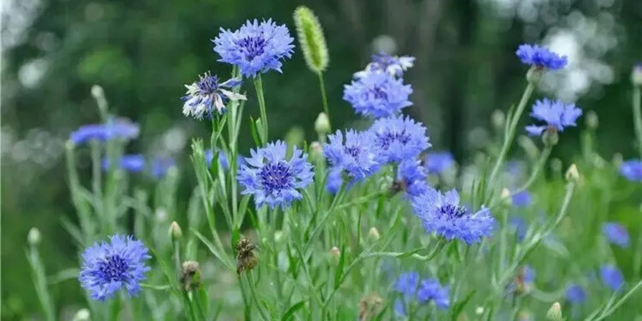 Centaury Extract suppliers Centaury Extract suppliers